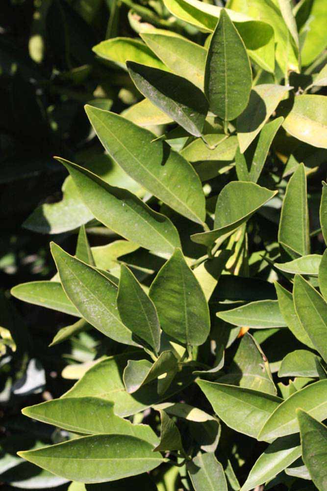            Sun leaves (Riverside, CA)   